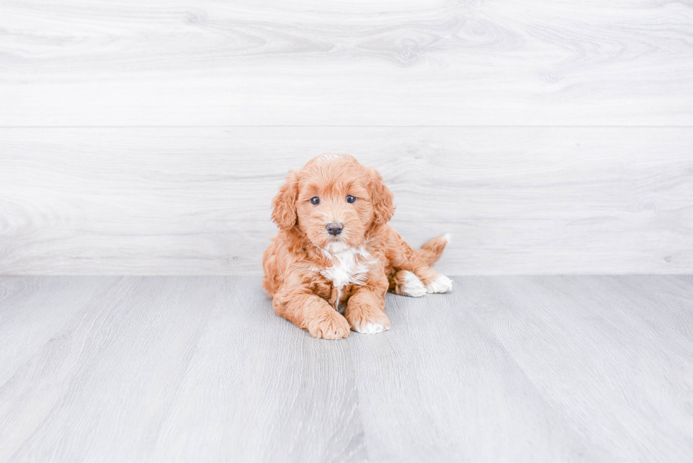 Mini Goldendoodle Puppy for Adoption