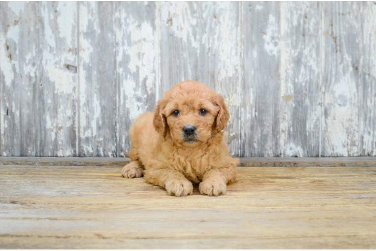 Fluffy Mini Goldendoodle Poodle Mix Pup