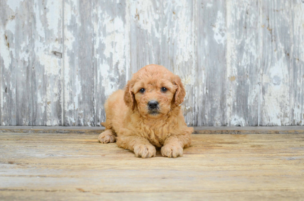 Fluffy Mini Goldendoodle Poodle Mix Pup