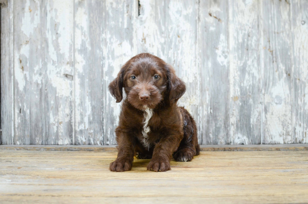 Mini Labradoodle Pup Being Cute