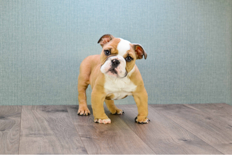 Cute English Bulldog Mix Pup