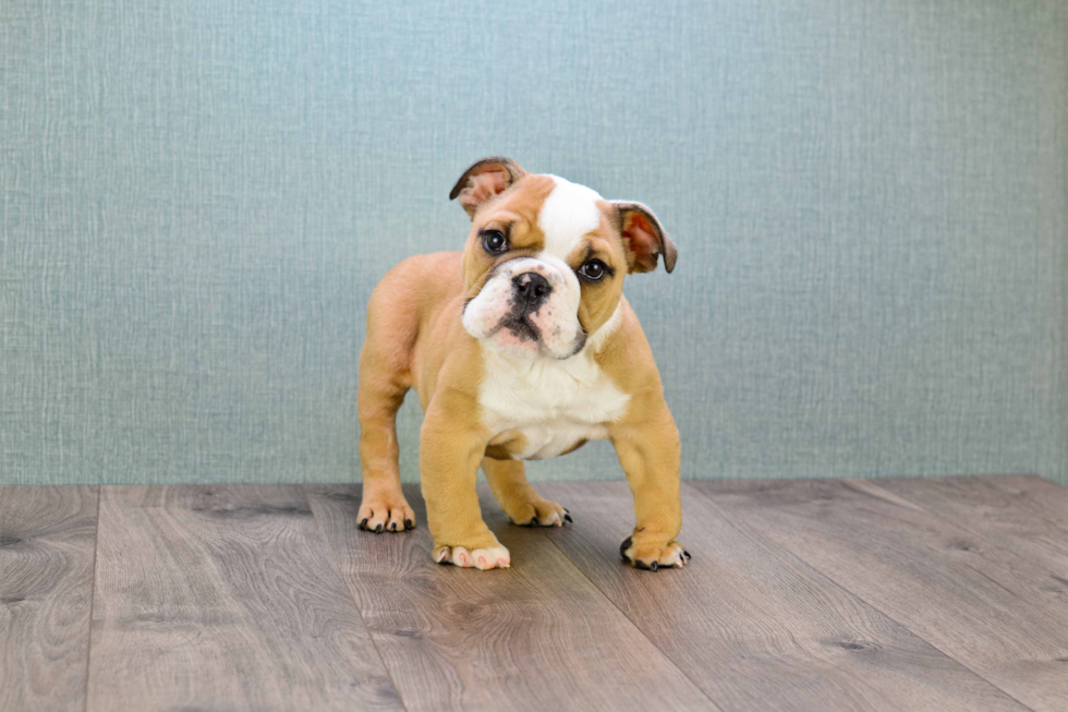 Cute English Bulldog Mix Pup