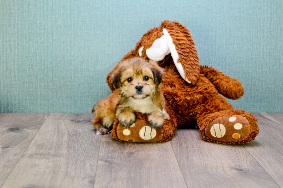 Popular Morkie Designer Pup