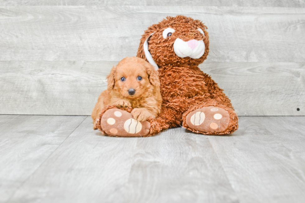 Energetic Golden Retriever Poodle Mix Puppy