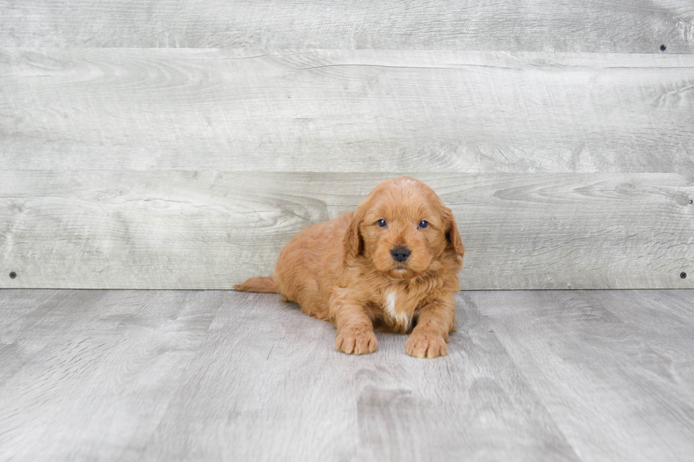 Smart Mini Goldendoodle Poodle Mix Pup