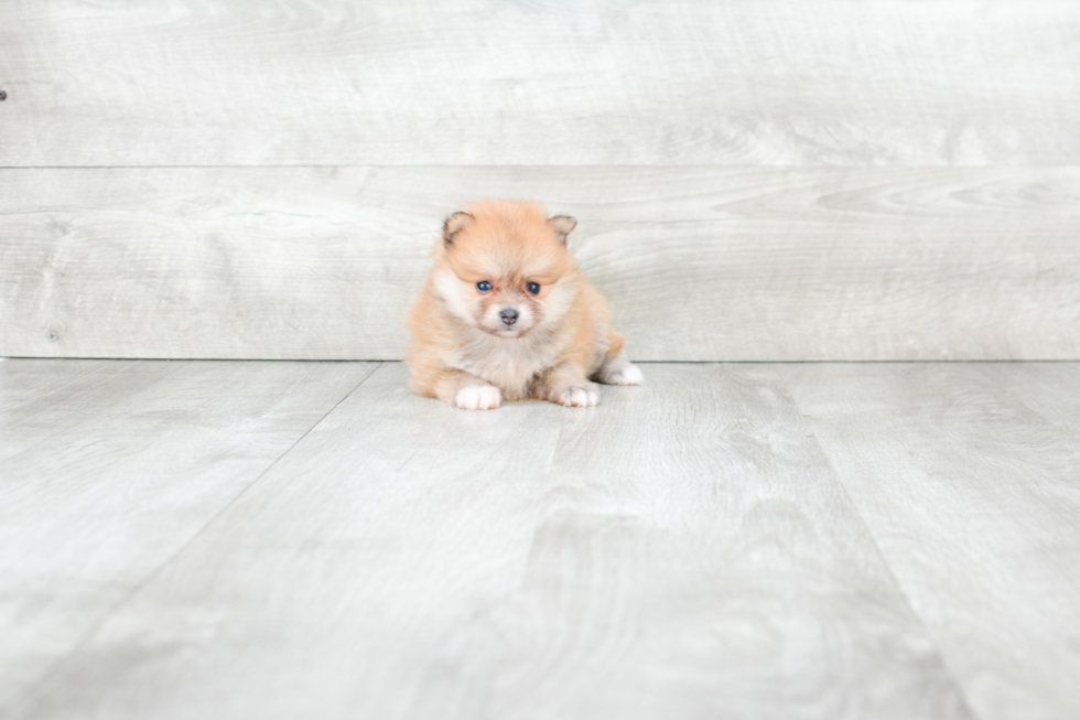 Best Pomeranian Baby