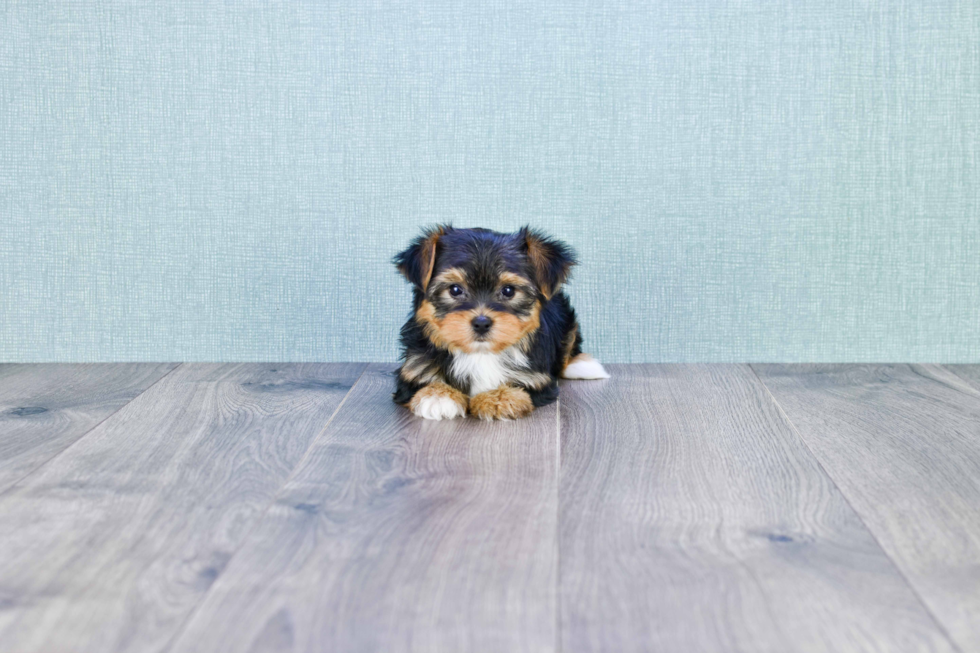 Meet Beyonce - our Yorkshire Terrier Puppy Photo 