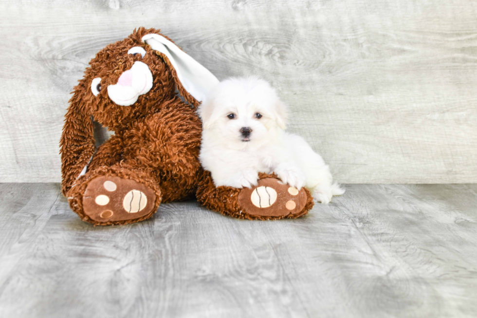 Small Maltipoo Baby