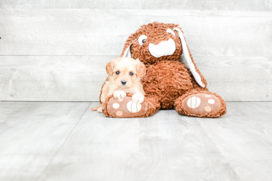 Hypoallergenic Cavoodle Poodle Mix Puppy