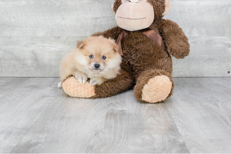 Pomeranian Puppy for Adoption