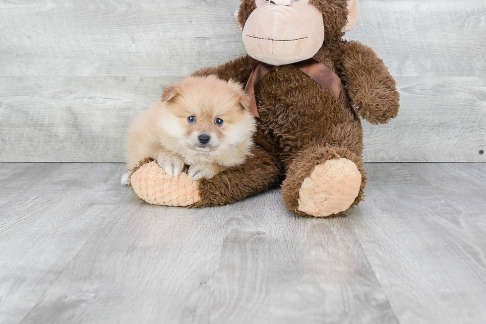 Pomeranian Puppy for Adoption