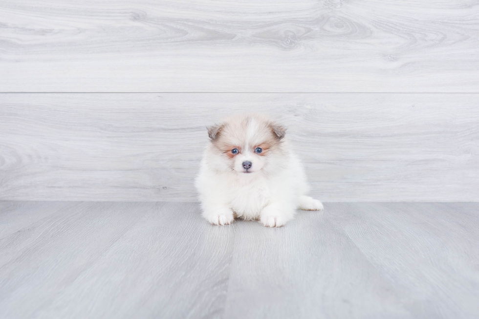 Cute Pomeranian Purebred Puppy