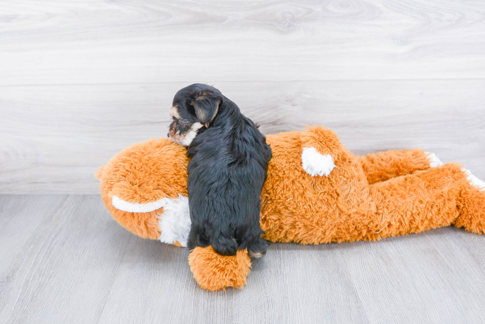 Energetic Yorkie Designer Puppy