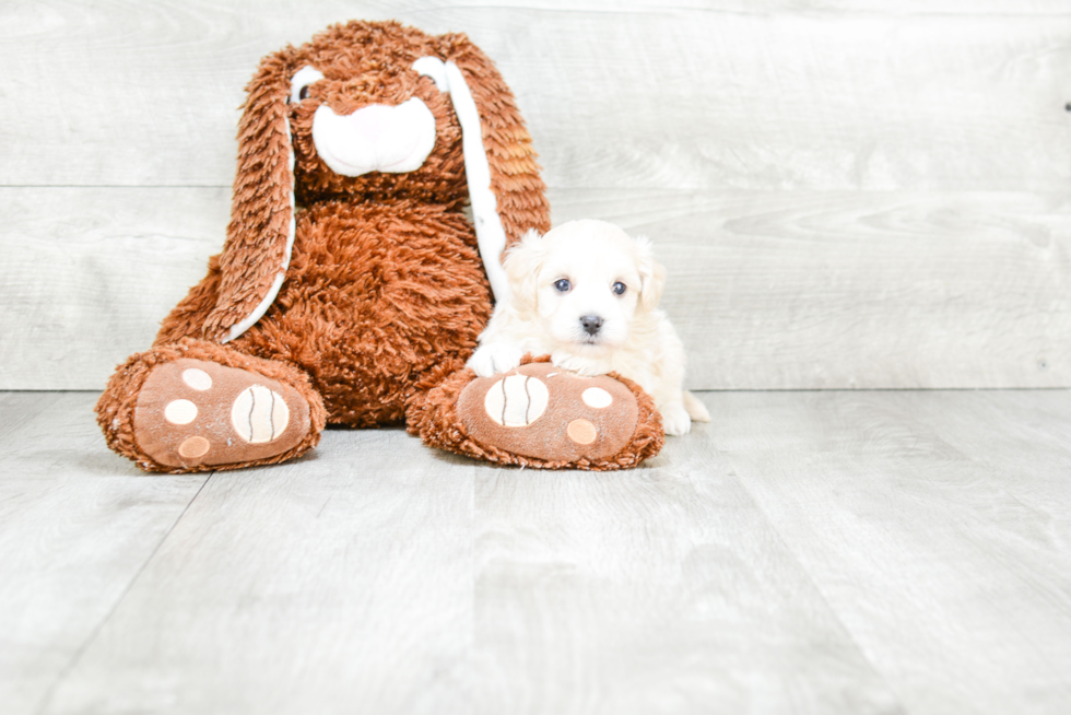 Fluffy Maltipoo Poodle Mix Pup