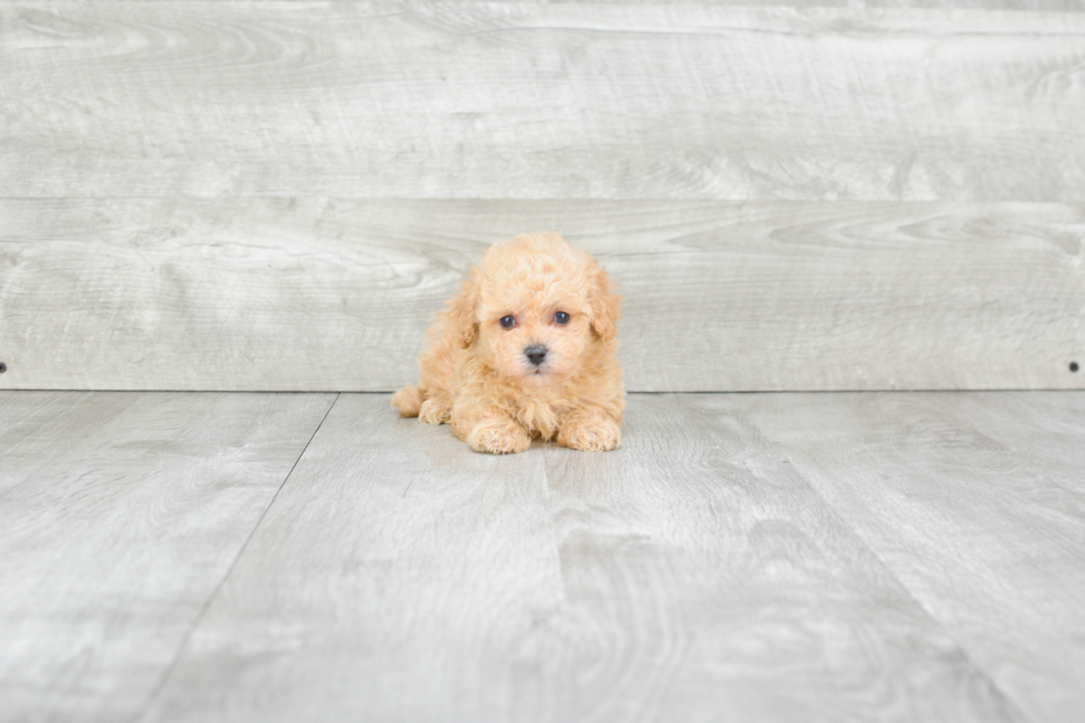 Little Maltese Poodle Poodle Mix Puppy