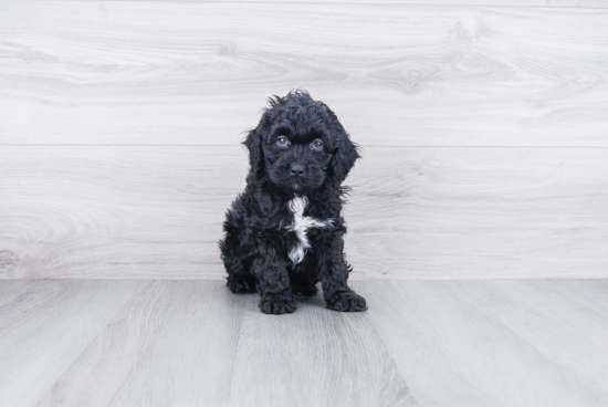 Best Cockapoo Baby