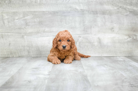 Mini Goldendoodle Pup Being Cute