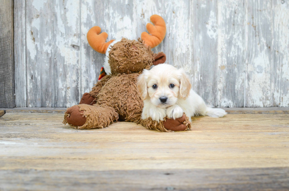 Popular Cavapoo Poodle Mix Pup