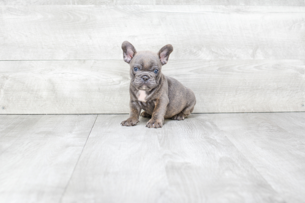 Best French Bulldog Baby