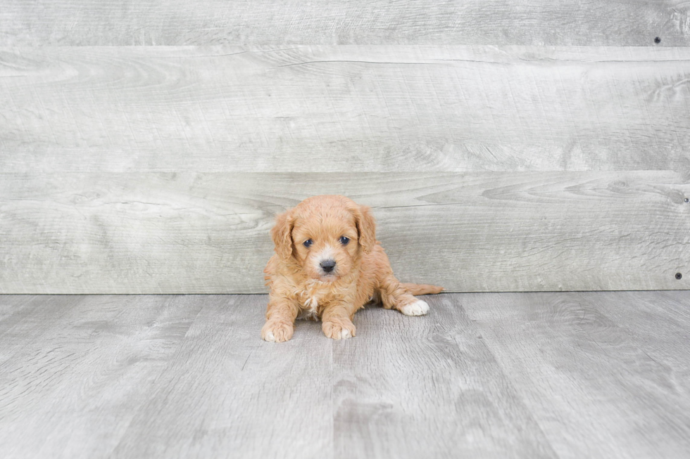 Cavapoo Pup Being Cute