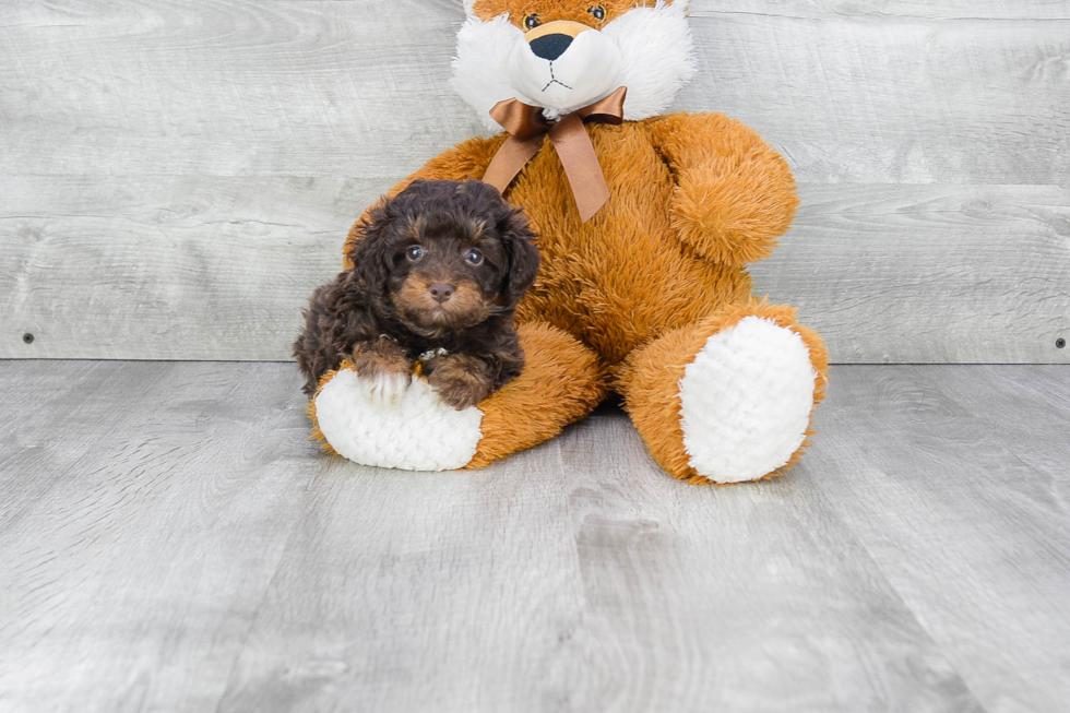 Mini Aussiedoodle Puppy for Adoption