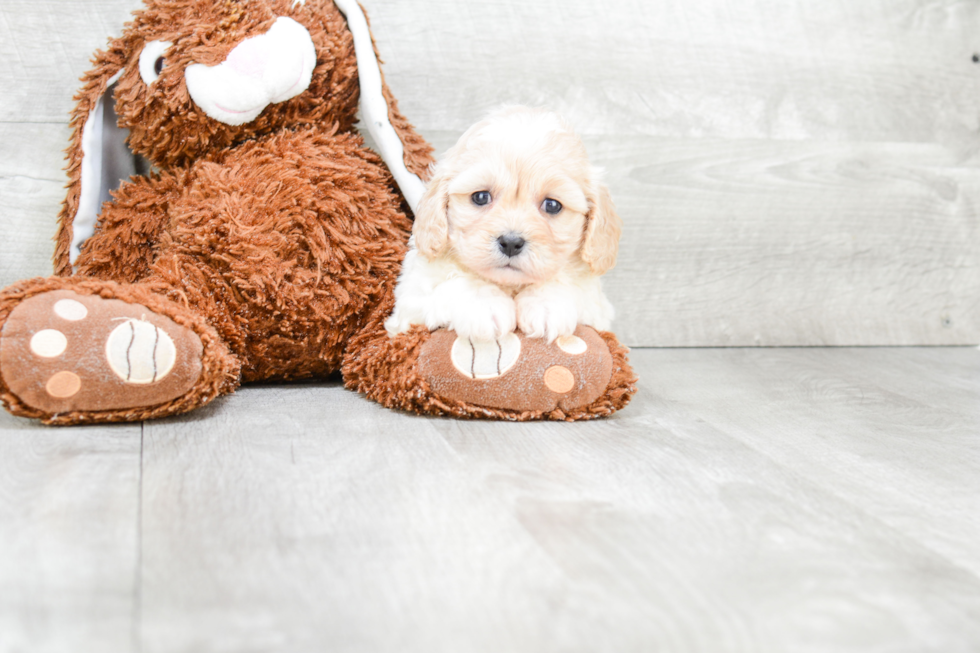 Cavachon Pup Being Cute