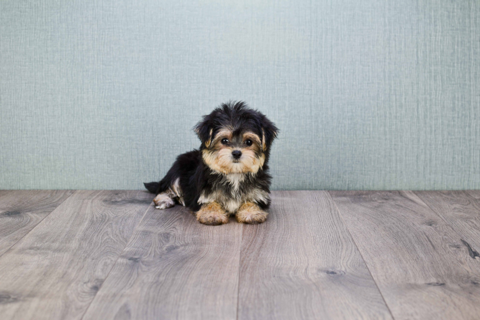 Adorable Yorkie Designer Puppy