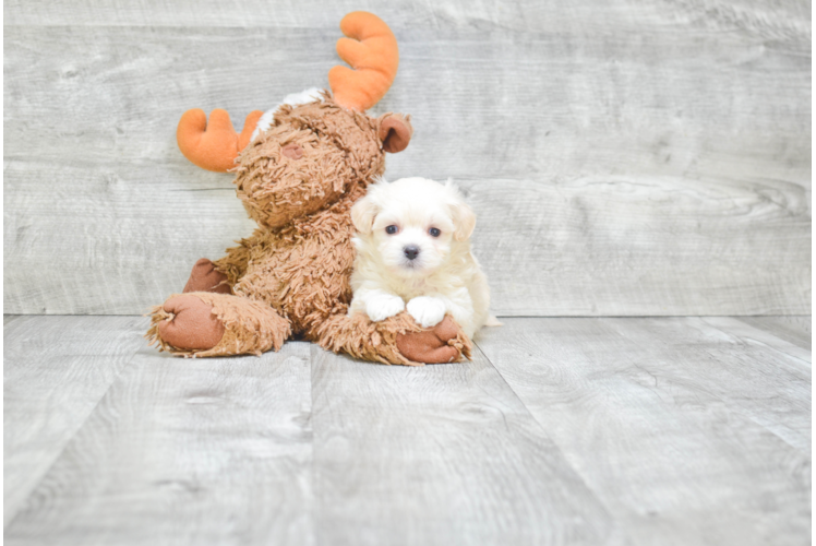 Cute Maltipoo Baby