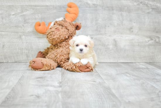 Cute Maltipoo Baby