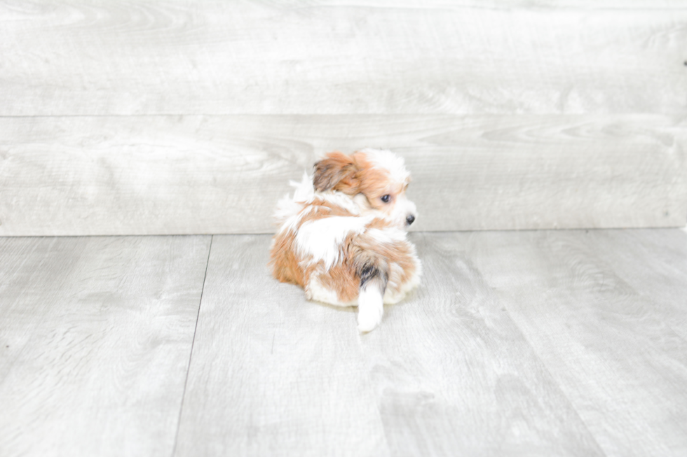 Hypoallergenic Yorkie Designer Puppy