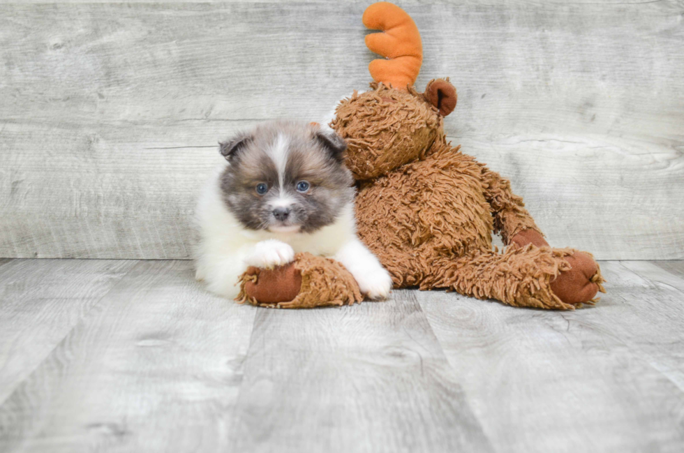 Pomeranian Pup Being Cute