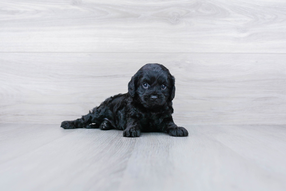 Cavapoo Pup Being Cute