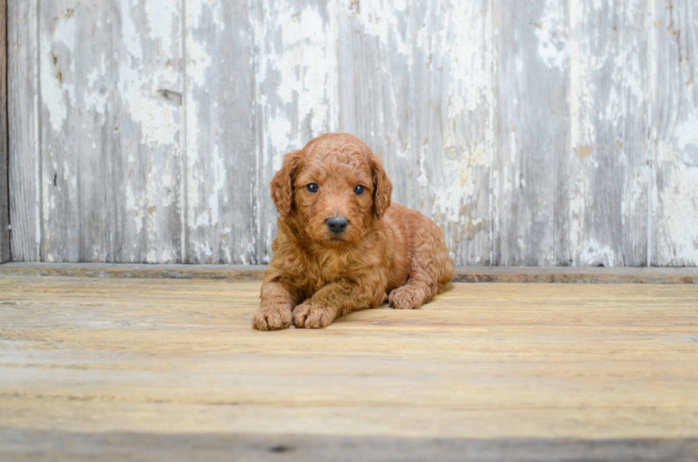 Sweet Mini Goldendoodle Baby