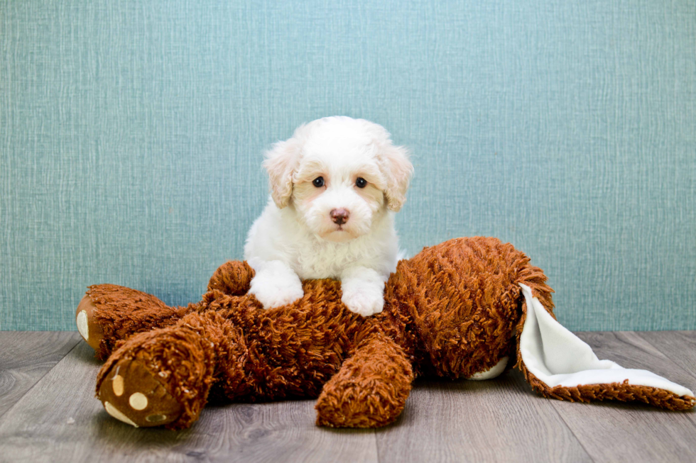 Mini Goldendoodle Pup Being Cute