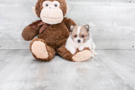 Energetic Pomeranian Purebred Puppy