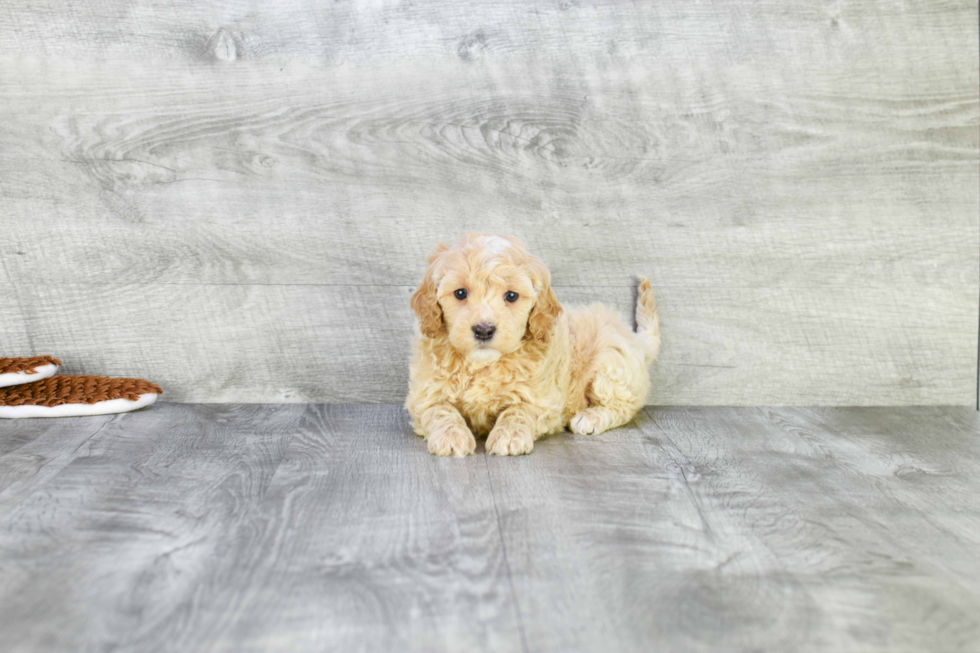 Mini Goldendoodle Puppy for Adoption