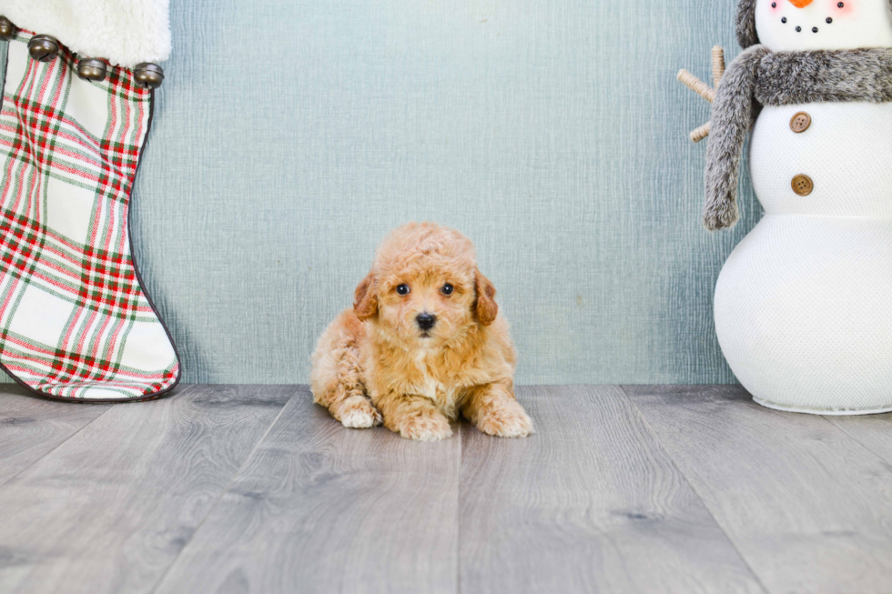 Maltipoo Puppy for Adoption