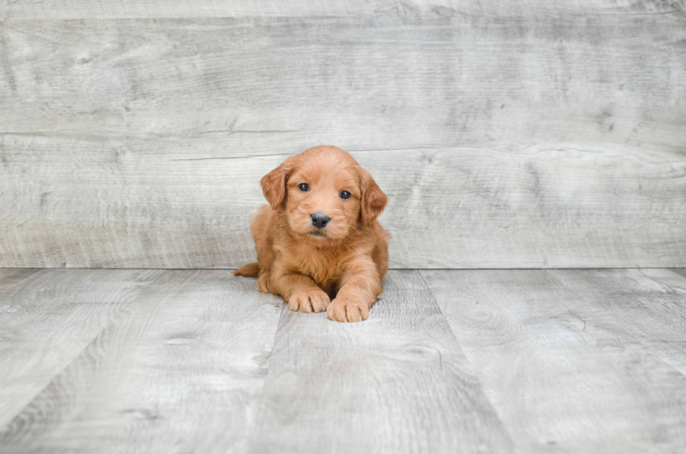 Sweet Mini Goldendoodle Baby