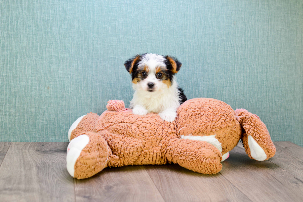 Meet Beyonce - our Yorkshire Terrier Puppy Photo 