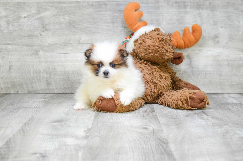 Energetic Pomeranian Purebred Puppy