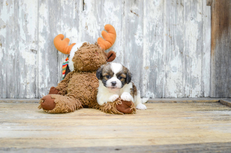 Cute Teddy Bear Baby