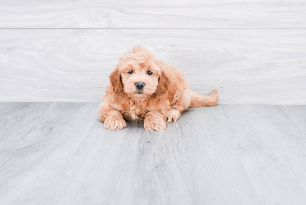 Friendly Mini Goldendoodle Baby