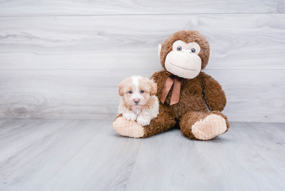 Little Maltepoo Poodle Mix Puppy