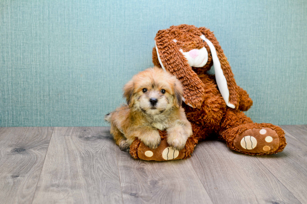 Morkie Pup Being Cute