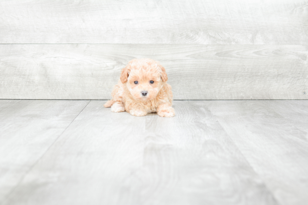 Maltipoo Puppy for Adoption