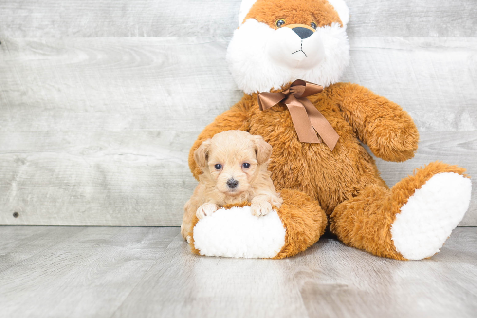 Maltipoo Puppy for Adoption