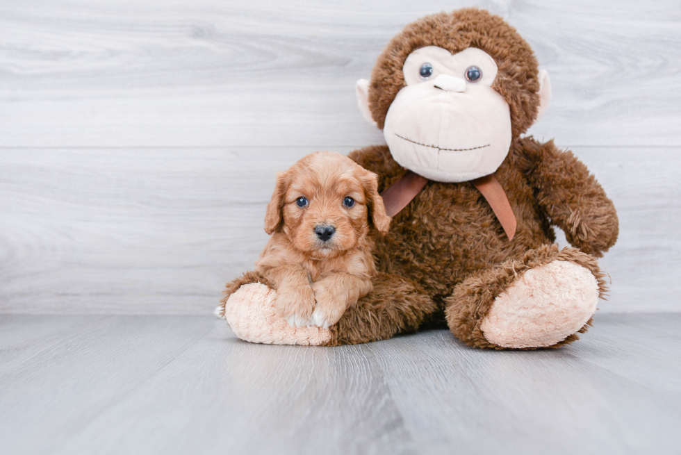 Cavapoo Puppy for Adoption