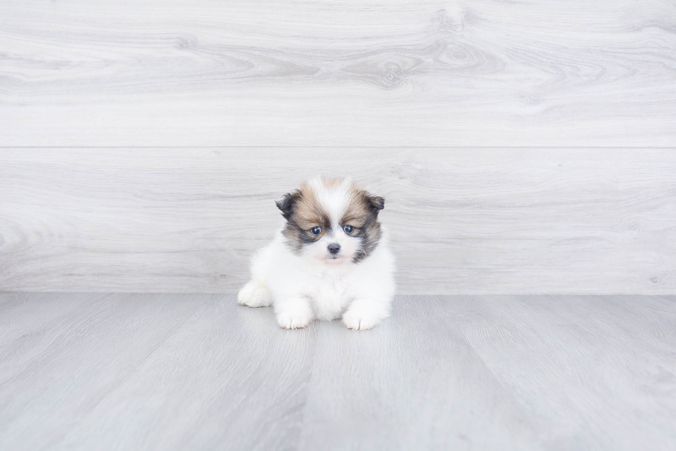 Hypoallergenic Pomeranian Baby