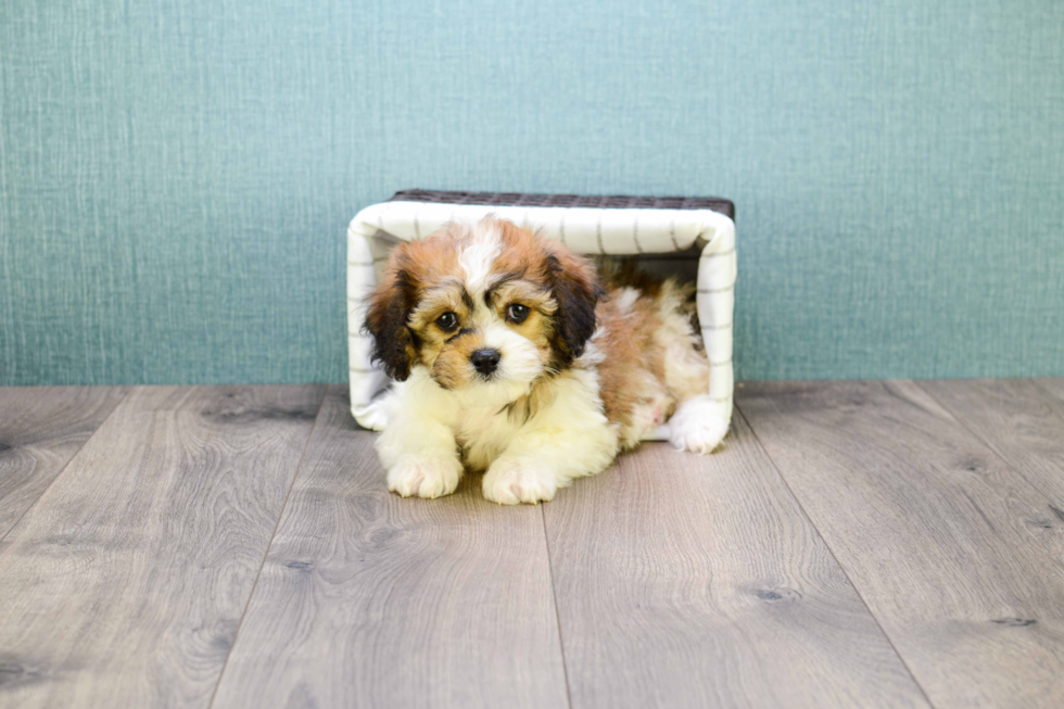 Cavachon Pup Being Cute
