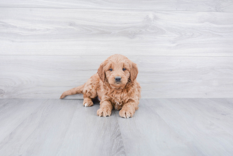 Adorable Golden Retriever Poodle Mix Puppy